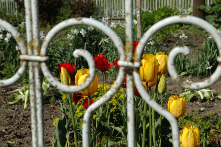 Garten erblüht...