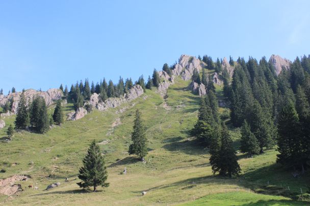 Blick nach oben, Nagelfluhkette