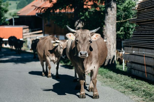 Web_Version-Braunvieh auf der Straße von Vorne@Allgäu GmbH, Resi Agentur - Felix Baab