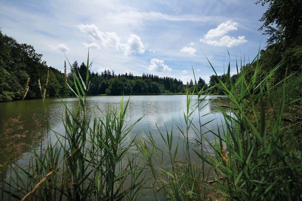 Badeweiher im Wald