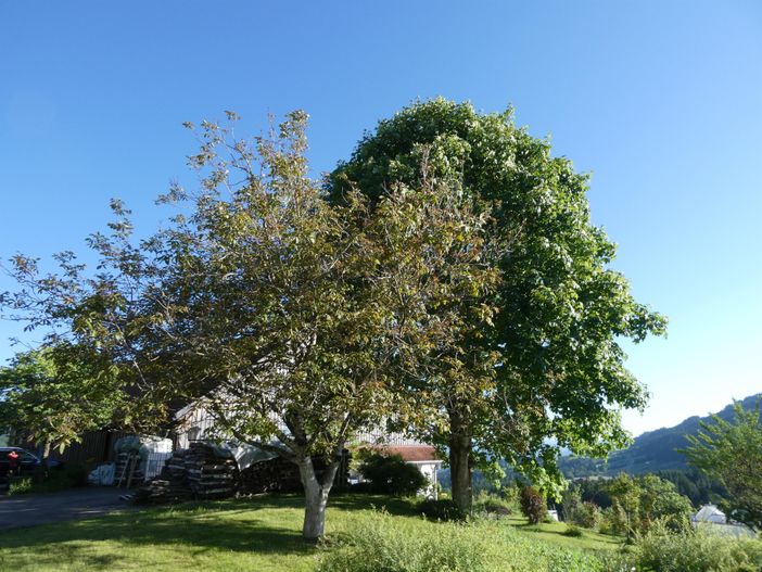 Nussbaum im Sommerkleid bringt viel Schatten