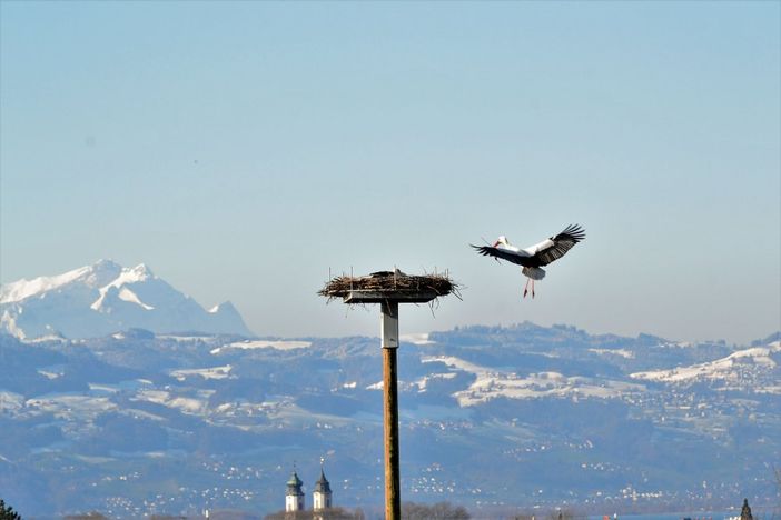 Storch Ludwig im Anflug