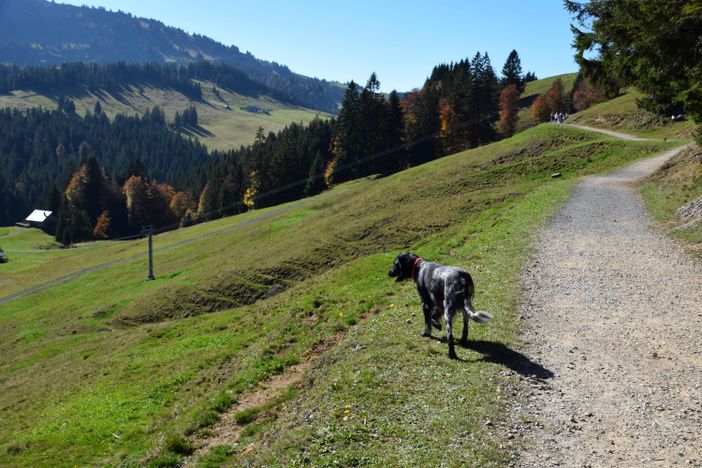 Hunde sind willkommen