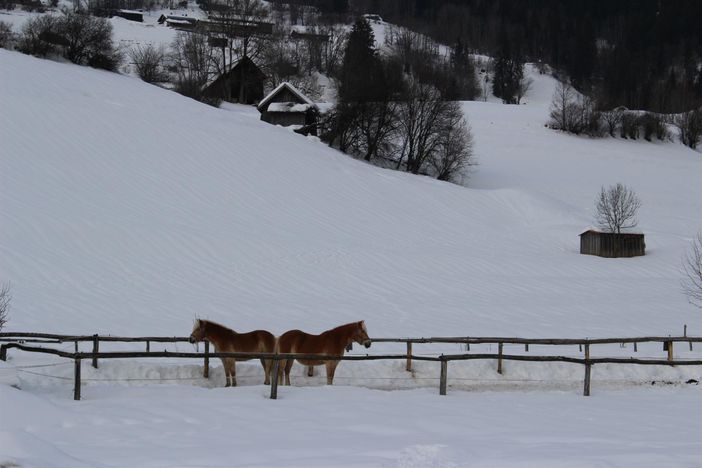 Auf einem Spaziergang nahe dem Haus1