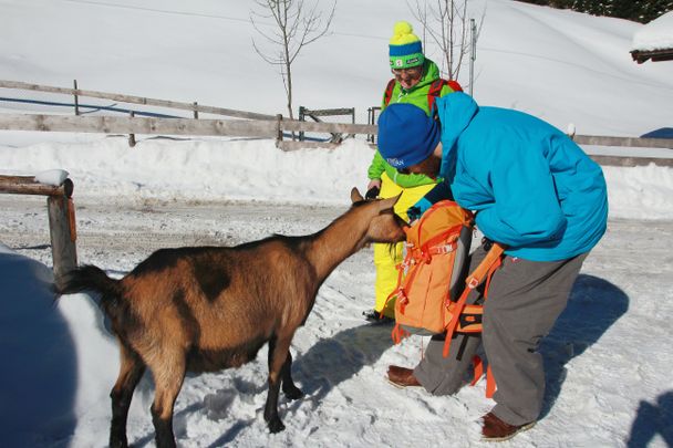 Neugierige Wegbegleiter bei der Fallmühle