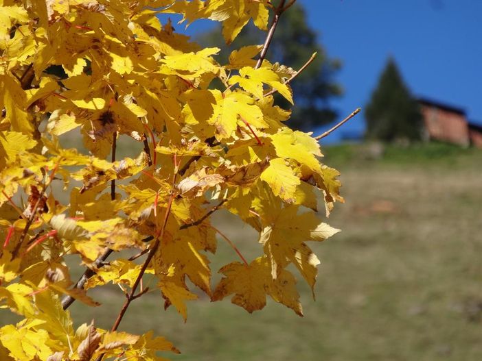 Goldener Oktober in Balderschwang