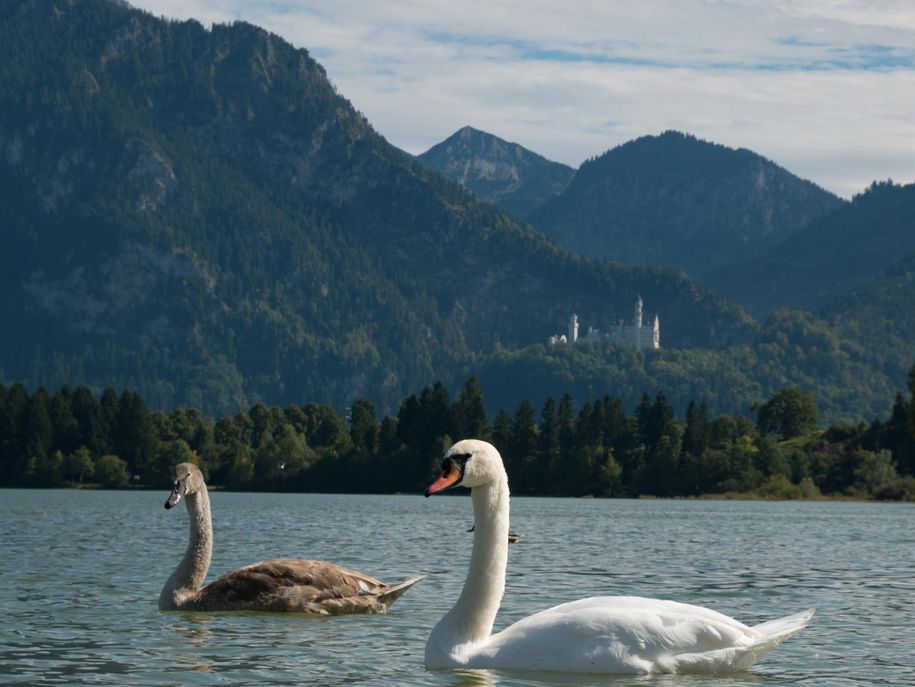 Der Schwan & Neuschwanstein