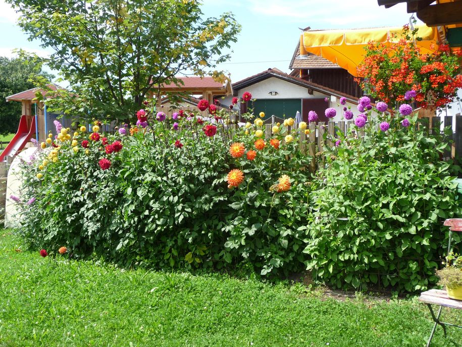 Blumen vor dem Gartenhäuschen Gästehaus Steinacher