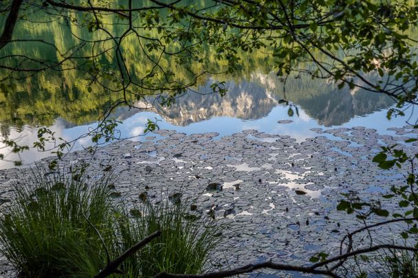 Seerosen am Alatsee