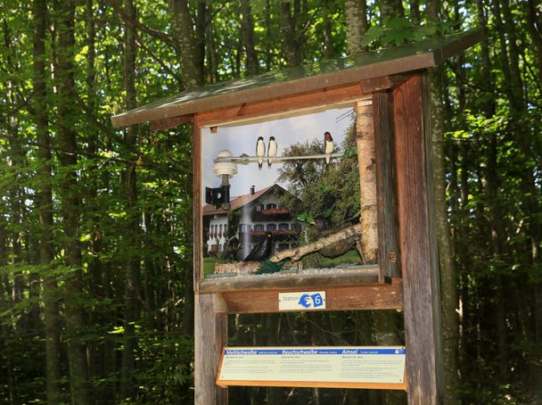 Station 6: Schaukasten mit Mehlschwalbe, Rauchschwalbe und Amsel