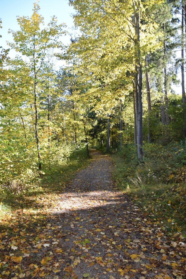 Wanderweg mit Laub entlang des Forggensees