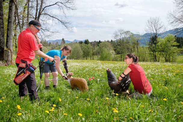 3D Erlebnis Bogenparcours im Tal in Bolsterlang