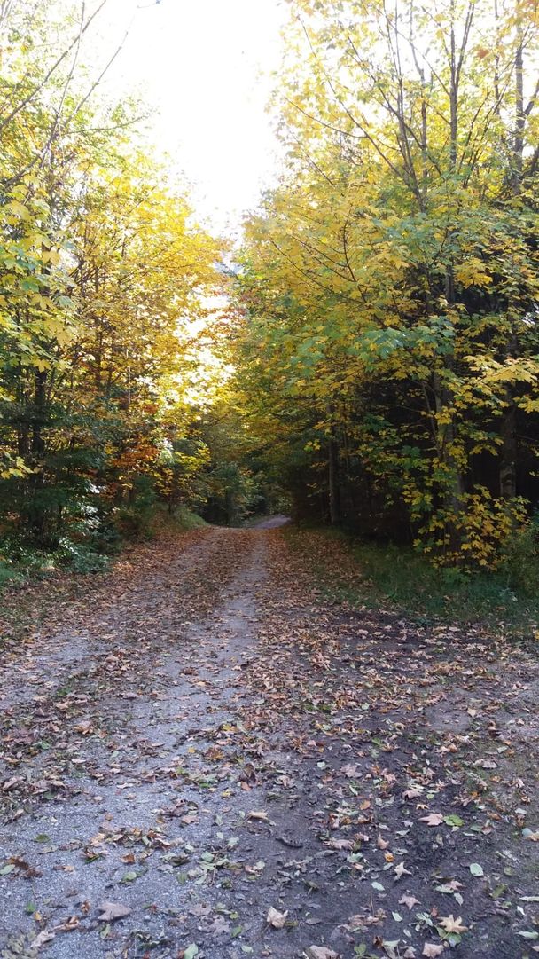 Forstweg Richtung Füssen