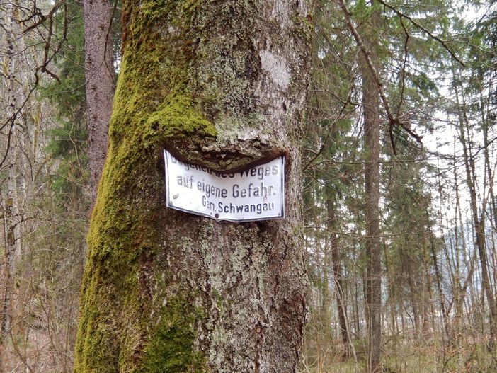 Baum frist Schild