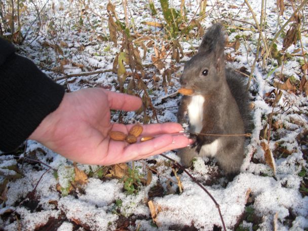 Winter im Eichhörnchen-Wald