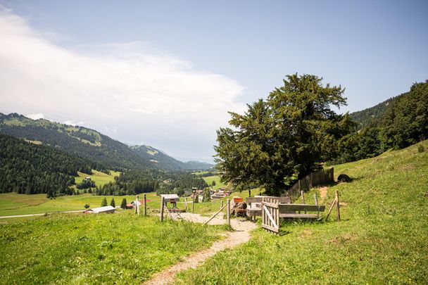 Alte Eibe in Balderschwang