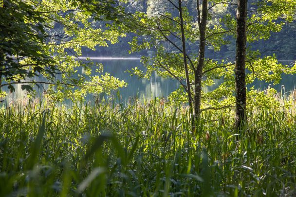 Schilf am Ufer des Alatsees