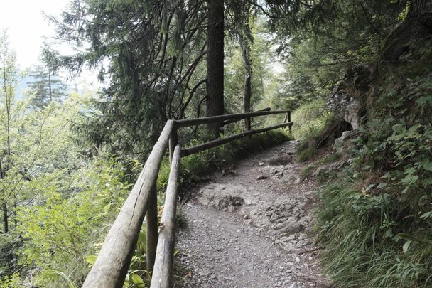 Wurzelwege auf der West-Seite des Alpsees