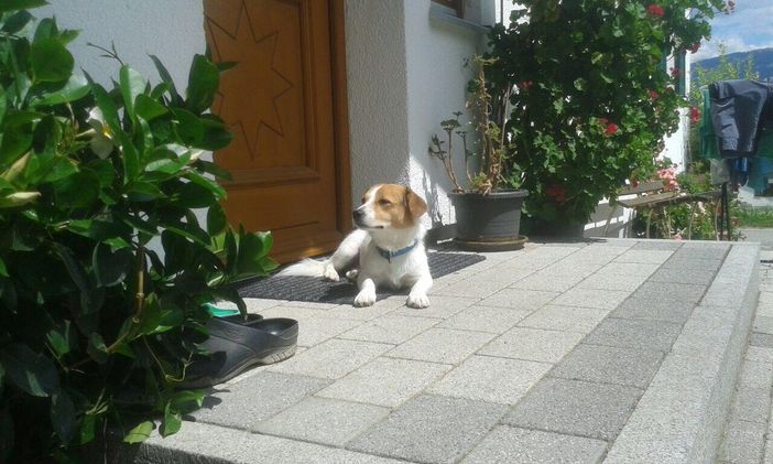 Ferienhof Endreß Hofhund Mexx