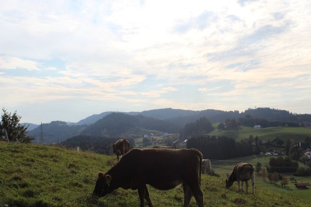Ausblick über Scheidegg