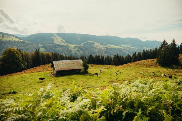 Hütte mit Kühen