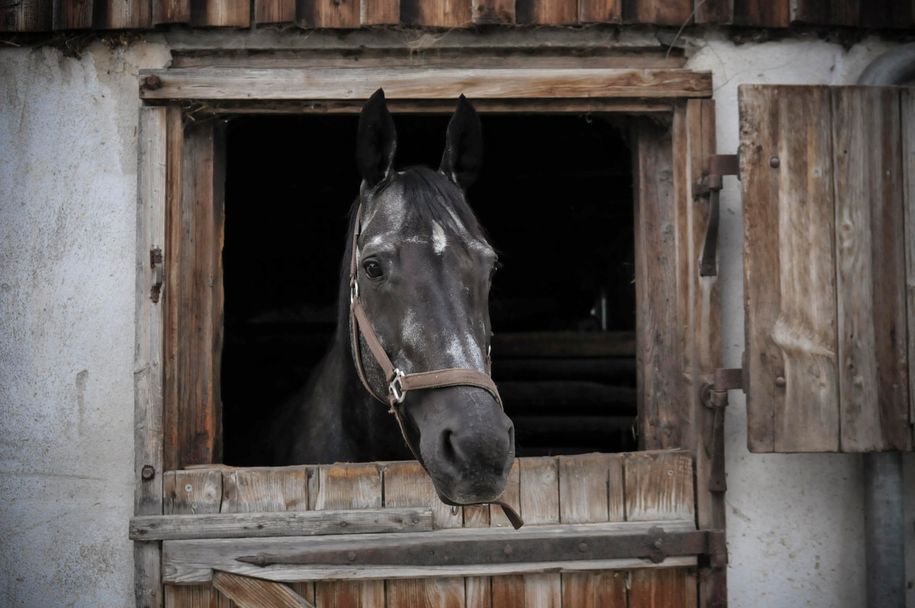 Waldfee