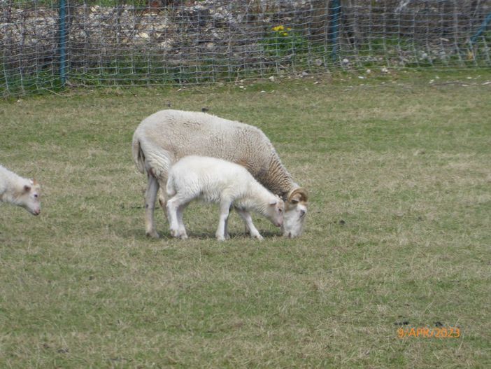 Mutterschaf mit Lamm