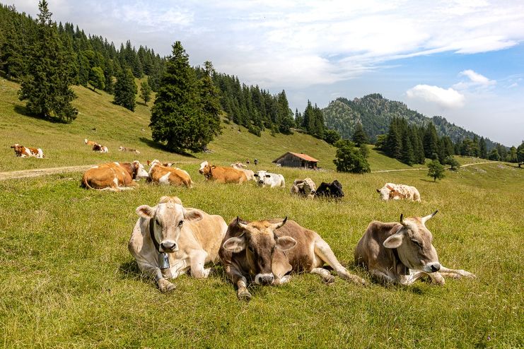 "Schumpen" im Himmelreich am Kienberg