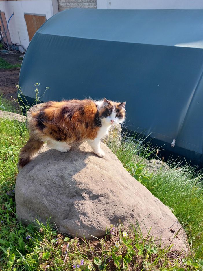 Ferienhof Endreß Mimi unsere Katze