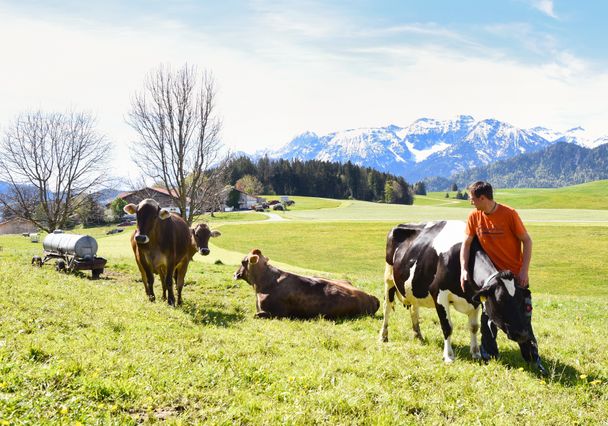 Kühe beim grasen mit Blick auf Berge und Genusshof Köpf