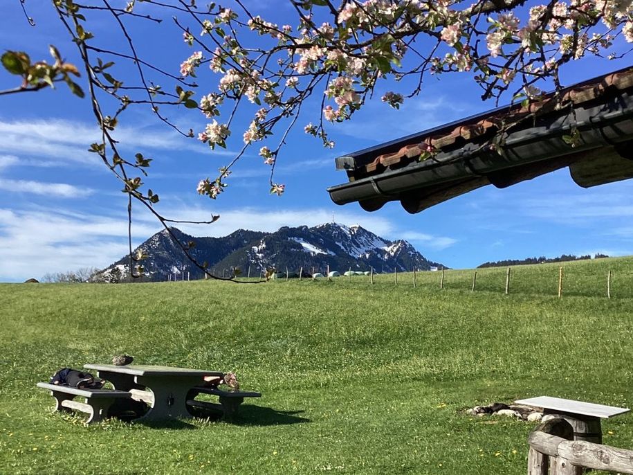 Garten mit Blick zum Grünten