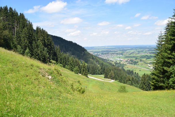 Wiesenweg von der Hündeleskopfhütte zur Fahrstraße