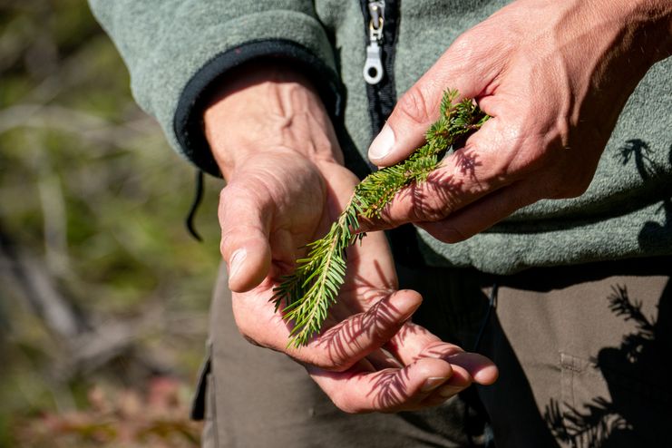 Vortrag Klimawandel Wald_Anna Mareike Rathjen