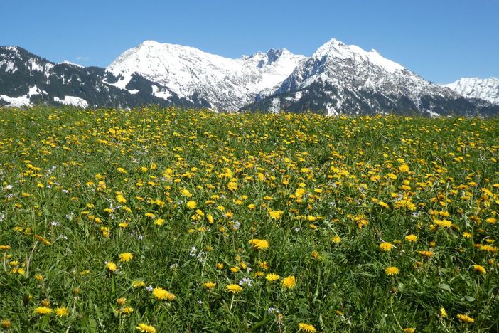 Frühling im Allgäü