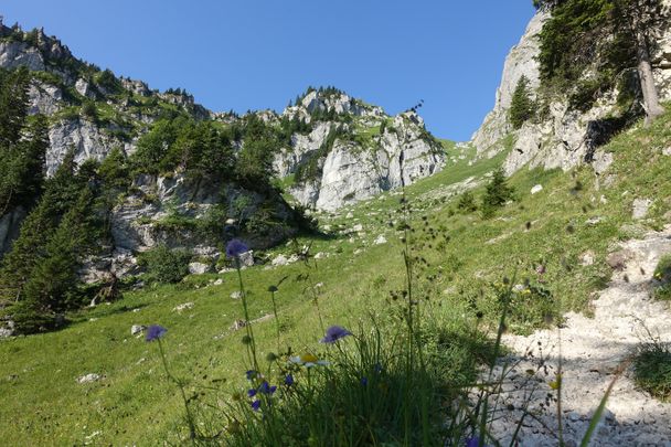 Fauna entlang des Wanderwegs zum Aggenstein