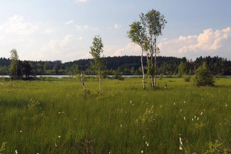 Moorwiese mit Ursee, Taufach-Fetzach-Moos