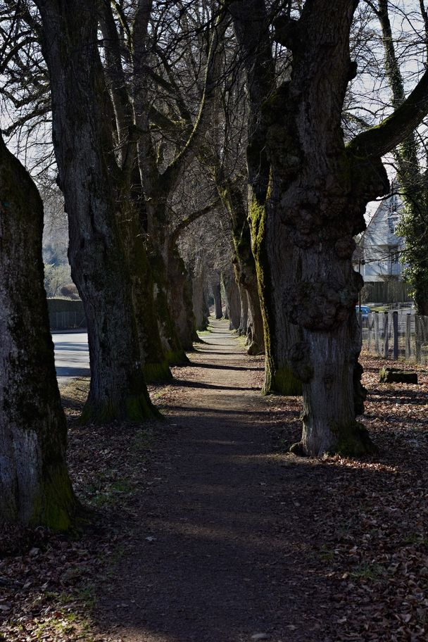 Allee am Dickenreiser Weg in Memmingen.