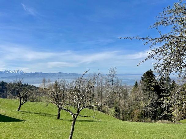 Frühling im Westallgäu - unterhalb des Eichenbergs