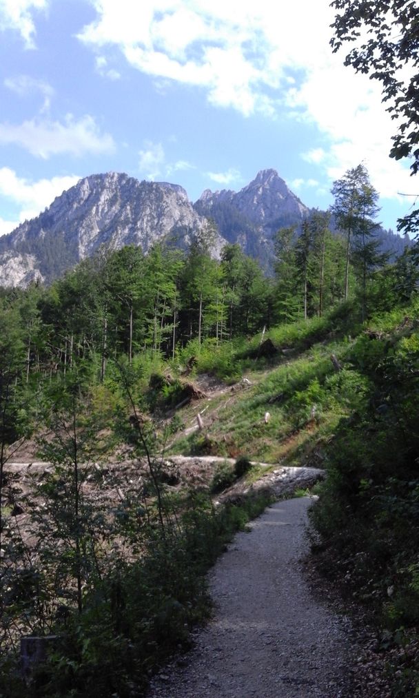 Blick vom Alpenrosenweg auf den Säuling