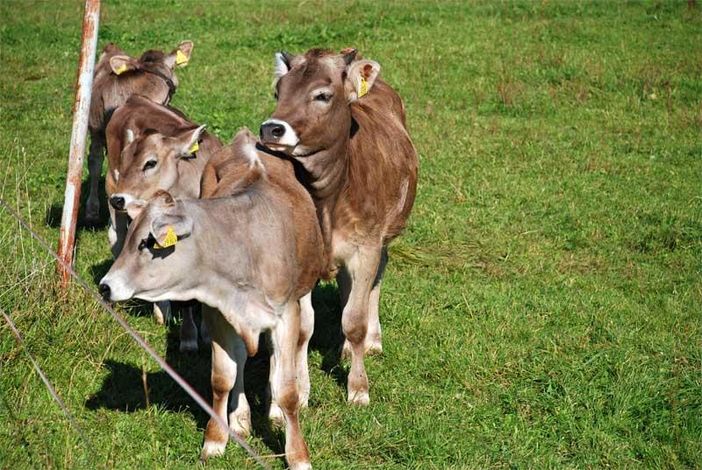 Urlaub auf dem Bauernhof