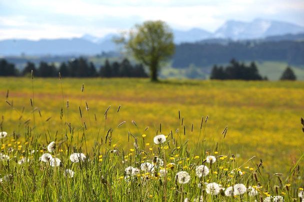 Ausblick zur Nagelfluhkette