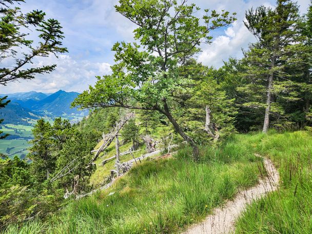 Wanderweg auf dem Saloberkamm