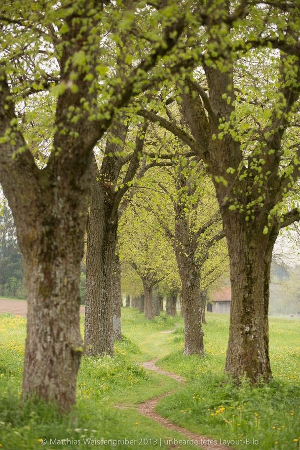 Moosberg-Rundweg