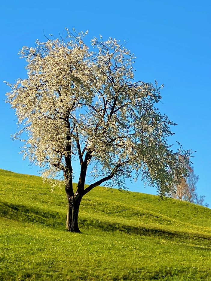 Frühling