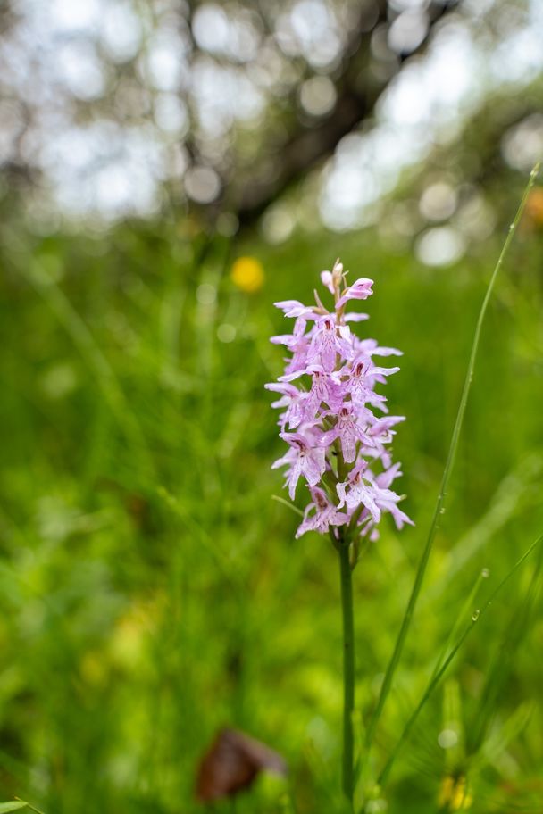 Blumenvielfalt im Kojenmoos