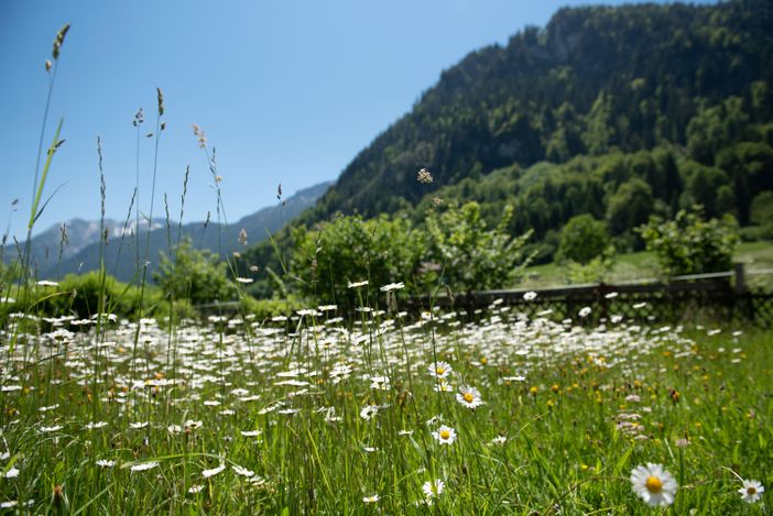 Bergblick aus dem Garten Sommer