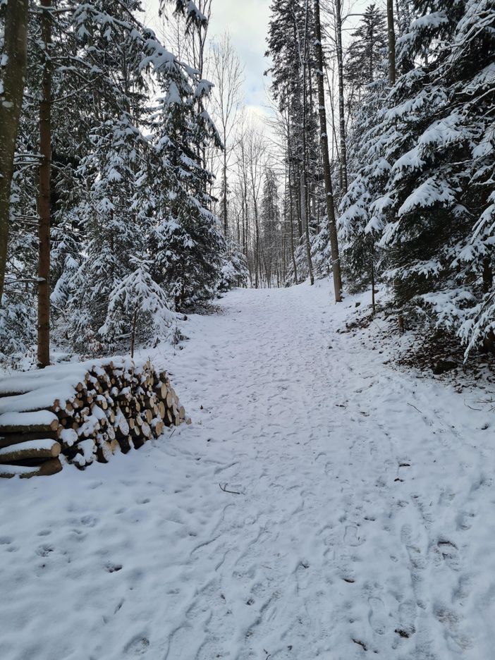 Wald Richtung Ruinen