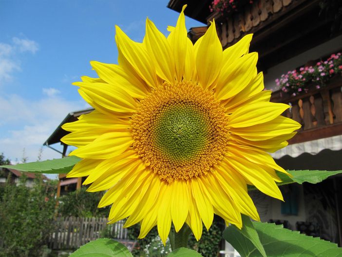 Sonnenblume