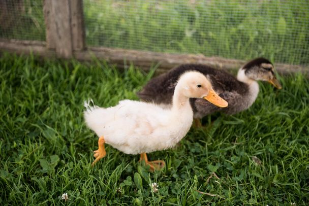 Babyenten auf der Alpe Osterberg