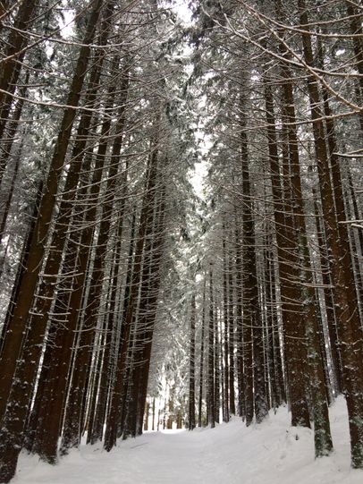 Winterlandschaft im Wald bei der Wittelsbacher Höhe bei Schweineberg